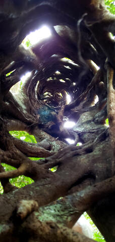 Tree in Daintree Forest, north of Cairns, Australia